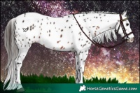 Horse Color:Brown Appaloosa 