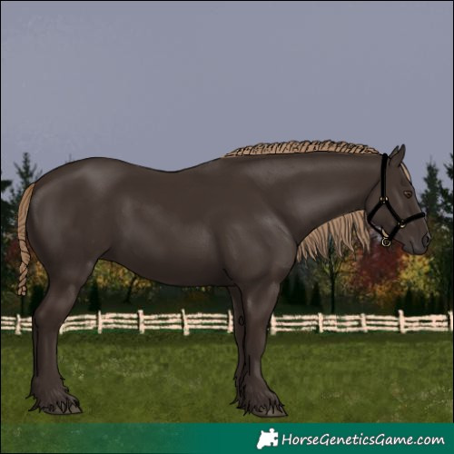 Horse Color:Liver Chestnut Rabicano