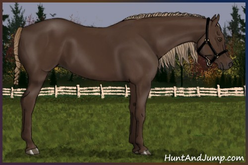 Horse Color:Liver Chestnut Rabicano 