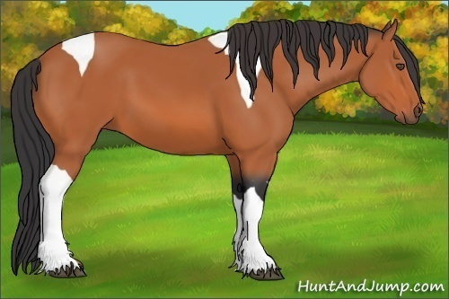 Horse Color:Bay Tobiano 