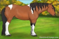 Horse Color:Bay Tobiano 