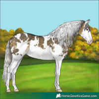 Horse Color:White Spotted Silver Buckskin Dun Mushroom Sabino Splash 