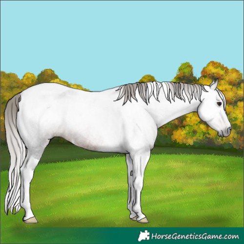 Horse Color:Gray Silver Brown Roan Tobiano Rabicano 
