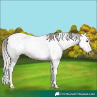 Horse Color:Gray Silver Brown Roan Tobiano Rabicano 