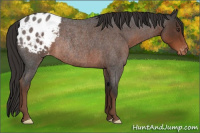 Horse Color:Liver Red Roan Appaloosa Rabicano 