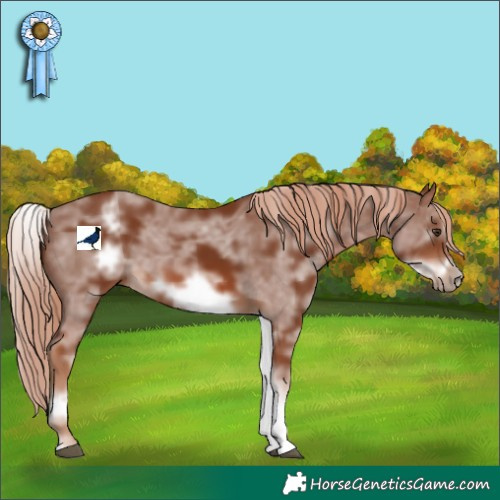 Horse Color:White Spotted Chestnut Sabino Frame 