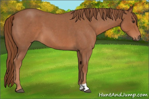 Horse Color:Red Roan 