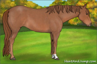 Horse Color:Red Roan