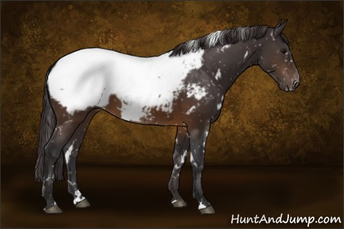 Horse Color:White Spotted Buckskin Appaloosa 