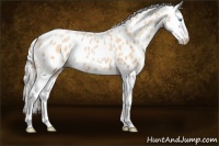 Horse Color:White Spotted Silver Buckskin Pearl Splash Appaloosa 