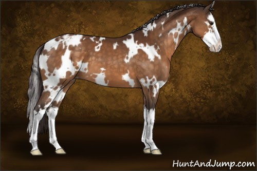 Horse Color:White Spotted Buckskin Splash Appaloosa 