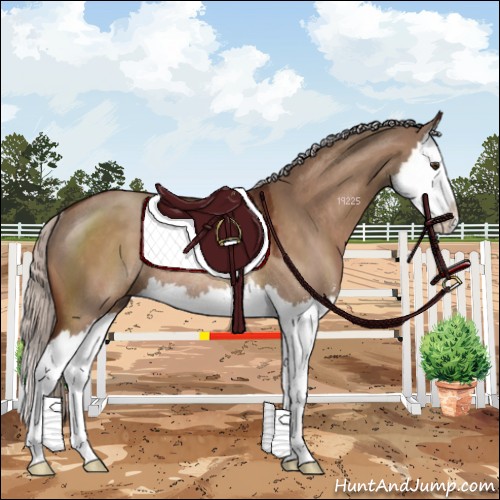 Horse Color:Silver Brown Dun Sabino Splash Rabicano 