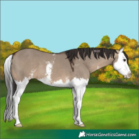 Horse Color:Brown Dun Sabino Splash 