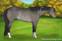 Horse Color:Brown Dun Rabicano 