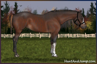 Horse Color:Liver Chestnut  and Brown 