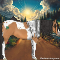 Horse Color:Bay Sabino Tobiano 