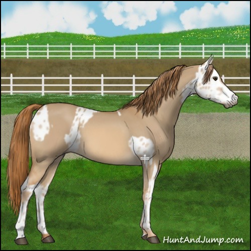 Horse Color:Red Dun Near Leopard  and Red Dun 