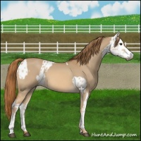 Horse Color:Red Dun Near Leopard  and Red Dun 