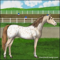 Horse Color:Red Dun Appaloosa  and Red Dun Frame Appaloosa 
