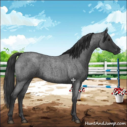 Horse Color:Blue Roan 