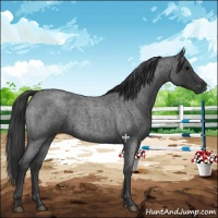 Horse Color:Blue Roan 