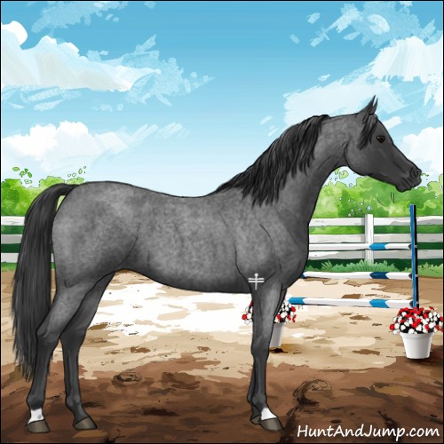 Horse Color:Blue Roan 