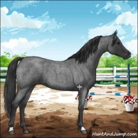 Horse Color:Blue Roan 