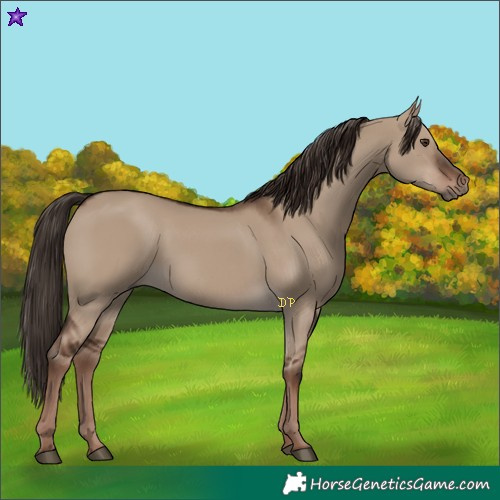 Horse Color:Liver Red Dun Rabicano 