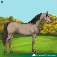 Horse Color:Liver Red Dun Rabicano 