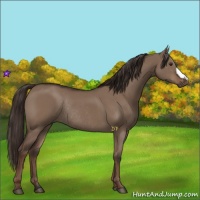 Horse Color:Liver Red Dun Rabicano 