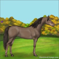Horse Color:Liver Red Dun Rabicano 