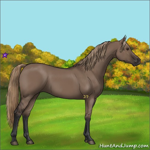 Horse Color:Liver Red Dun Rabicano 