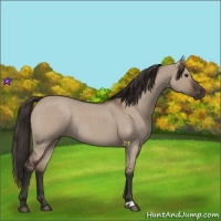 Horse Color:Liver Red Dun Roan Rabicano 