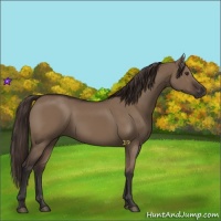 Horse Color:Liver Red Dun Rabicano 