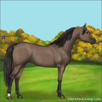 Horse Color:Liver Red Dun Rabicano 