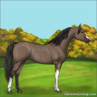 Horse Color:Liver Red Dun Rabicano 
