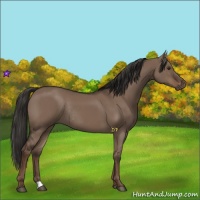 Horse Color:Liver Red Dun Rabicano 