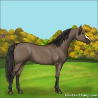 Horse Color:Liver Red Dun Rabicano 