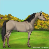 Horse Color:Liver Red Dun Rabicano 