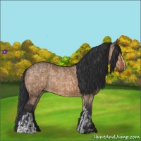 Horse Color:Brown Dun  and Bay Dun 