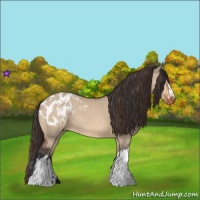 Horse Color:Bay Dun  and Bay Dun Blanket 
