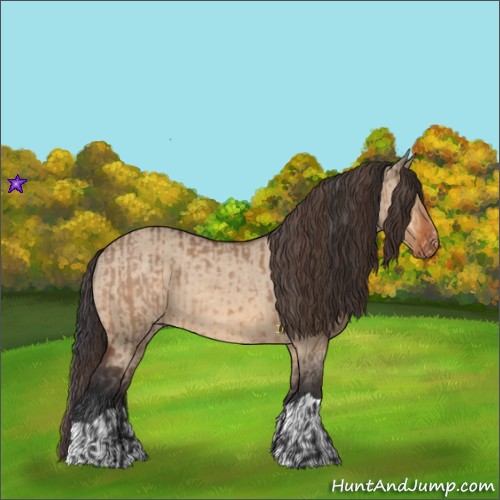 Horse Color:Bay Dun and Bay Dun Appaloosa
