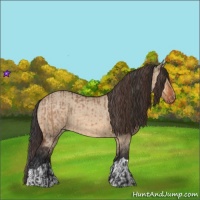Horse Color:Bay Dun  and Bay Dun Appaloosa 