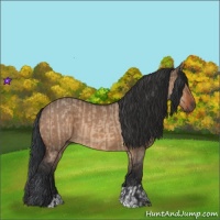 Horse Color:Bay Dun  and Bay Dun 