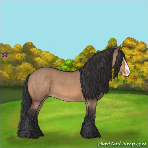 Horse Color:Bay Dun and Bay Dun Splash