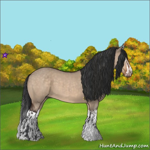Horse Color:Bay Dun and Bay Dun Splash