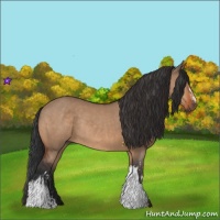 Horse Color:Bay Dun and Bay Dun Rabicano