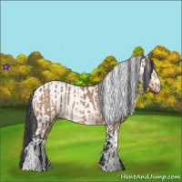 Horse Color:Bay Dun  and White Spotted Bay Dun 