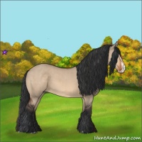 Horse Color:Bay Dun and Bay Dun Splash