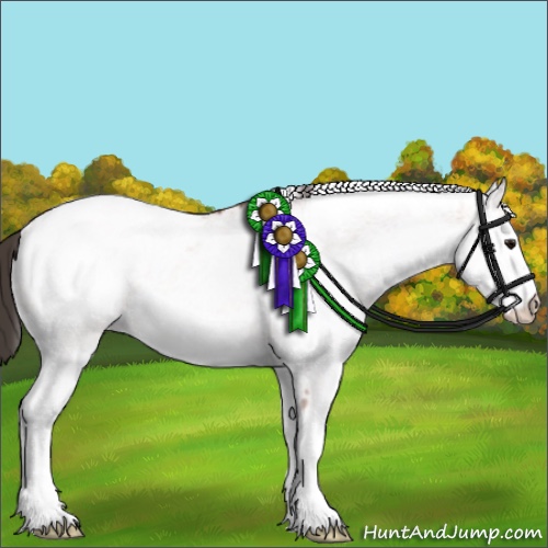 Horse Color:White Spotted Bay Appaloosa